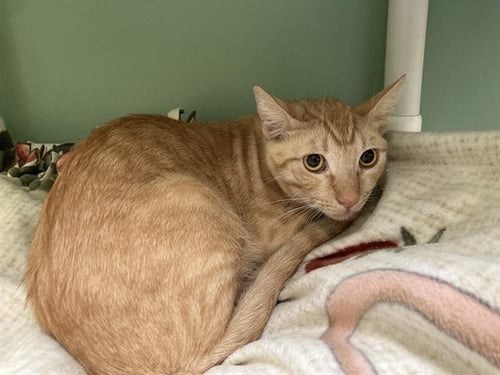 BOB CHORBA - Domestic Short Hair available for adoption