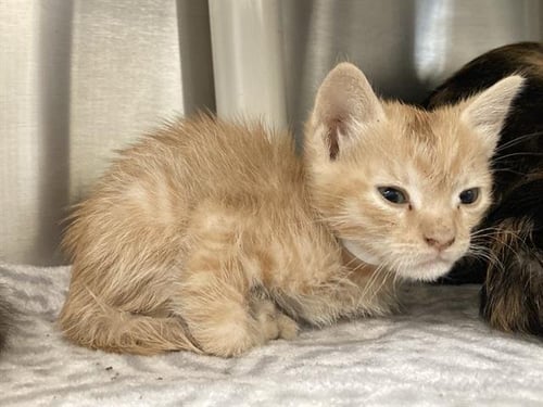 LOBSTER DUKE - Domestic Short Hair available for adoption