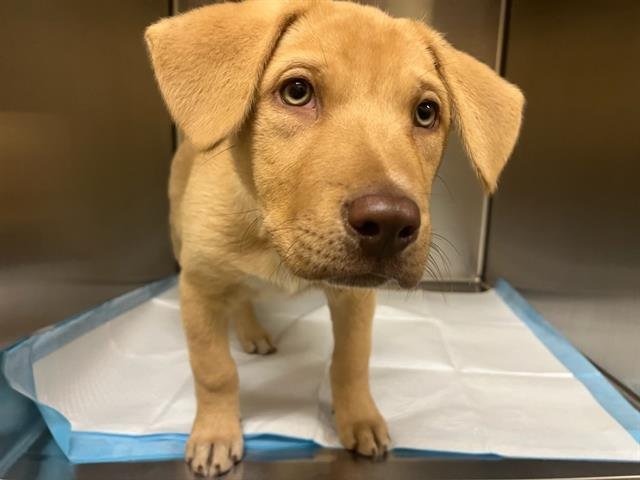 DUDLEY - Labrador Retriever available for adoption