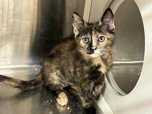 ESMERALDA - Domestic Short Hair available for adoption