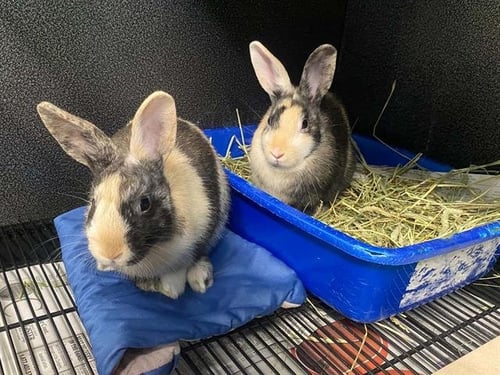 HINATA - Shorthaired Rabbit available for adoption