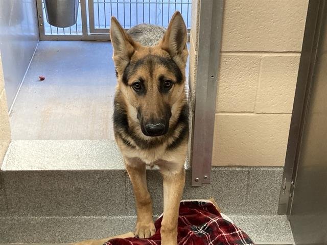 GINGER - German Shepherd Dog available for adoption