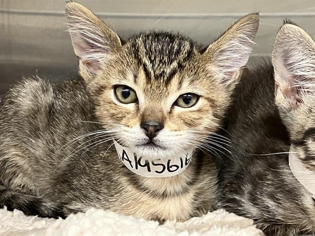 KAI KITTY Image
