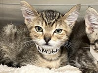 KAI KITTY - Photo 1