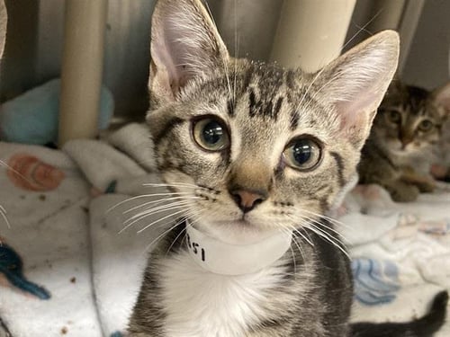 WEASEL - Domestic Short Hair available for adoption