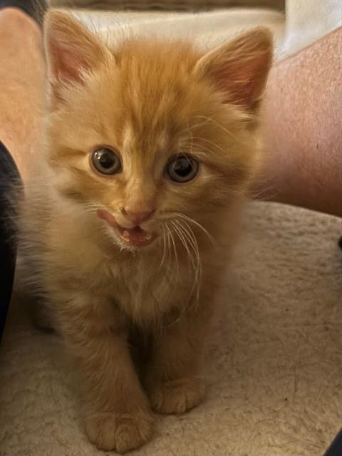 PENNY LANE - SITTIN W/ KIT - Domestic Short Hair available for adoption
