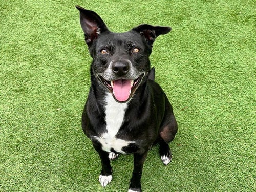 MILA - Jindo (Korean) available for adoption