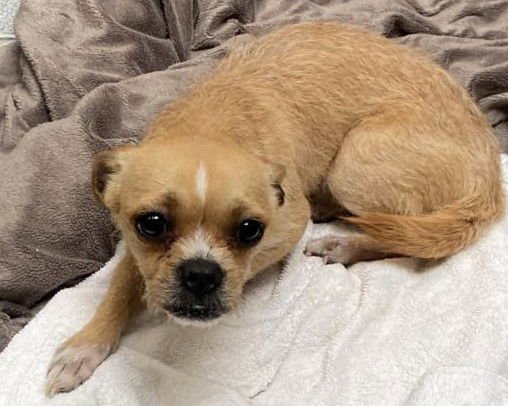 CHESTNUT - Cairn Terrier available for adoption