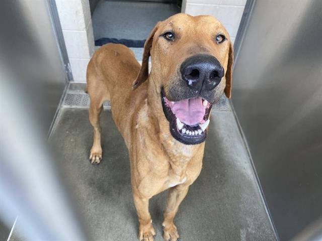 GOODFELLOW - Rhodesian Ridgeback available for adoption