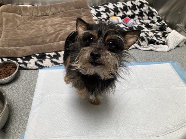WEDNESDAY - Cairn Terrier / Yorkshire Terrier Yorkie available for adoption