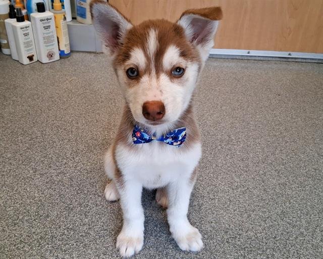 SIERRA - Siberian Husky available for adoption