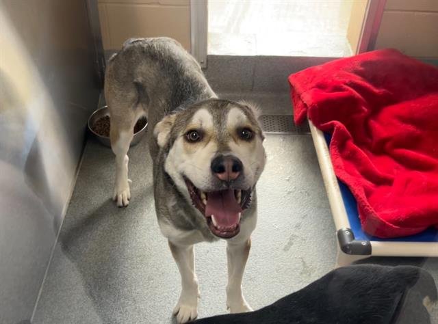 GIZMO - Siberian Husky available for adoption