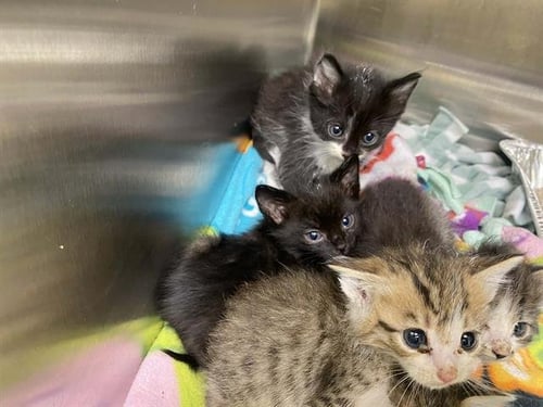 ONYX - Domestic Short Hair available for adoption