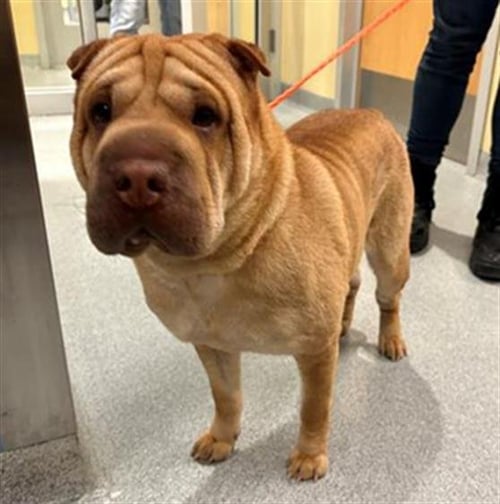 LUNA - Chinese Shar-Pei available for adoption