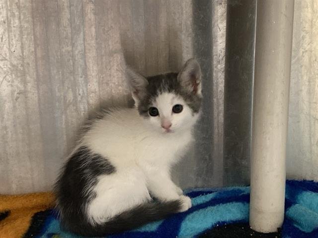 MIA Image