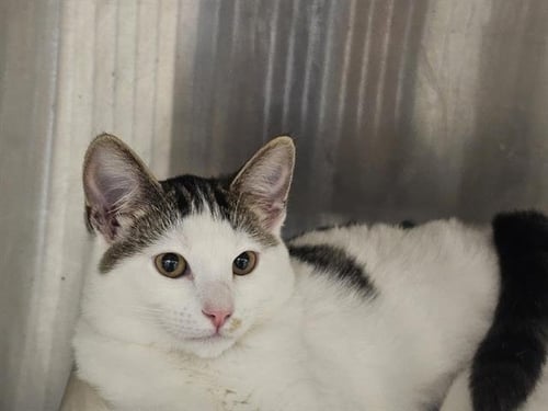 MIA - Domestic Short Hair available for adoption