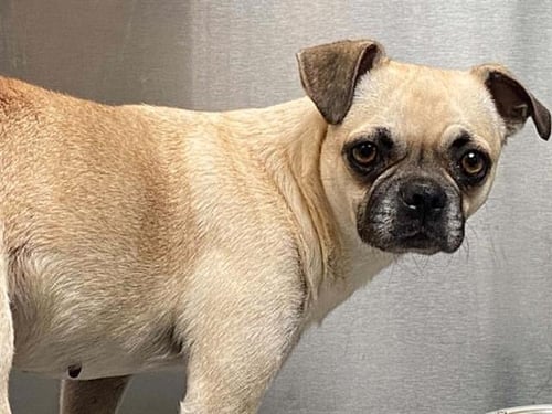 CATE - Pug available for adoption