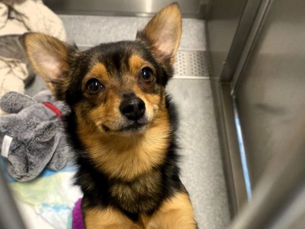 QUEST - Chihuahua / Pomeranian available for adoption