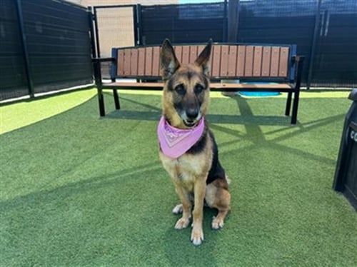 LUNA - German Shepherd Dog available for adoption