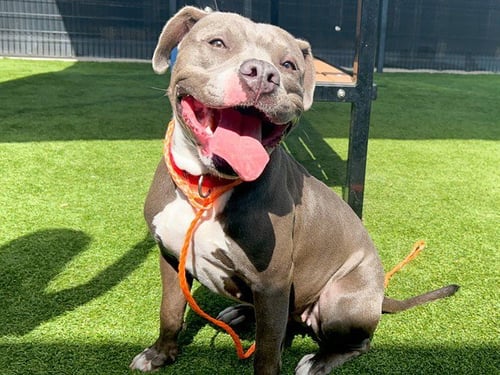 ECHO - Pit Bull Terrier available for adoption