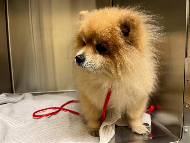 ROCKO - Pomeranian available for adoption