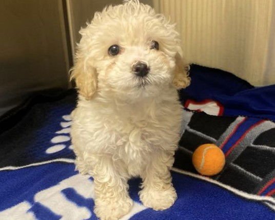 FIFI - Poodle (Miniature) / Maltese available for adoption