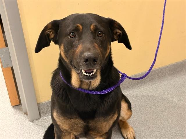 MOZZARELLA - Rottweiler available for adoption