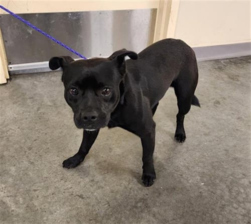 DUCK - Staffordshire Bull Terrier available for adoption