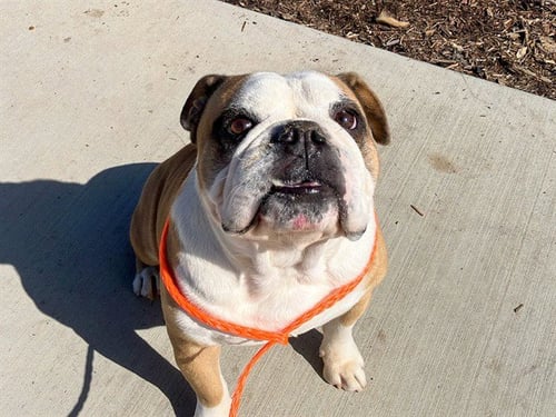SUBS - Bulldog available for adoption