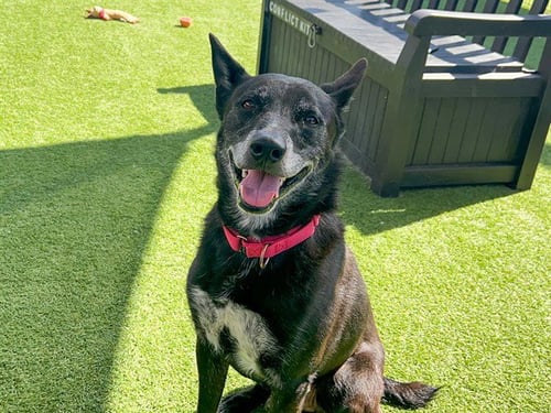 TUX - German Shepherd Dog / Australian Shepherd available for adoption