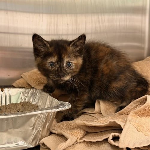 CERSEI - Domestic Short Hair available for adoption