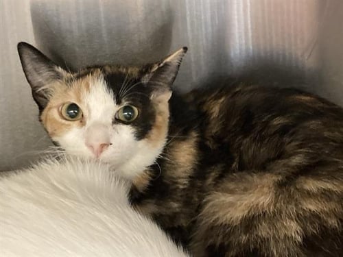 BABA - Domestic Short Hair available for adoption