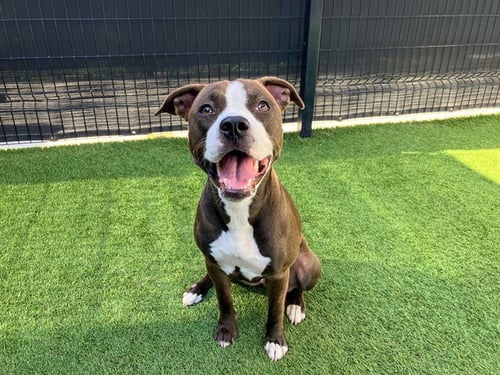 BONES - Pit Bull Terrier available for adoption