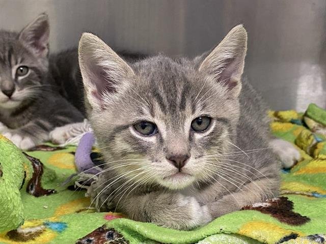 CYPHER - Domestic Short Hair available for adoption