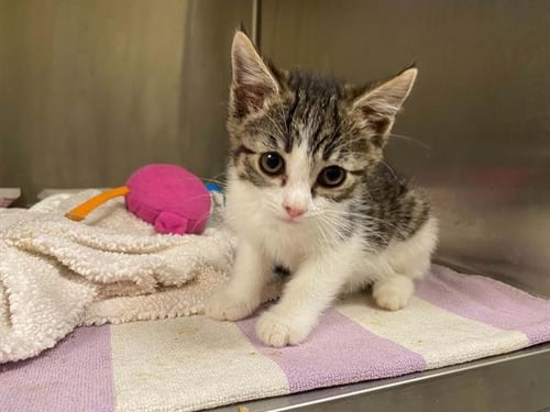 ONYA - Domestic Short Hair available for adoption