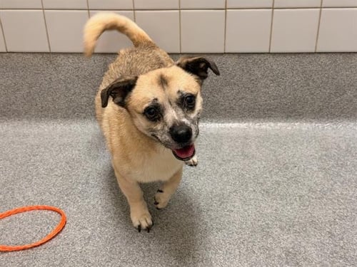 ERIS - Pug available for adoption