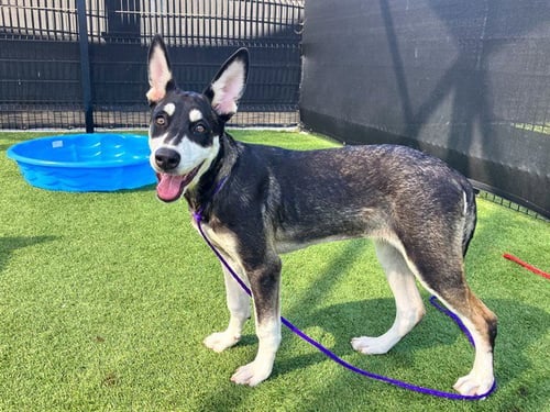 MERRY - German Shepherd Dog available for adoption