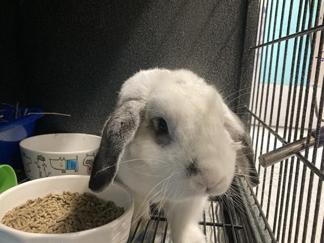 OLLIE - Holland Lop available for adoption