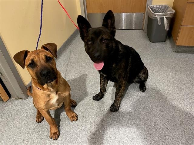 BRUGES - Dutch Shepherd available for adoption