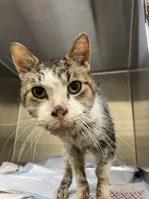 CHANDLER - Domestic Short Hair available for adoption