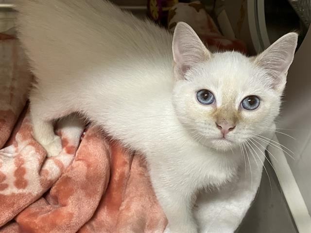 SALLY - Siamese available for adoption