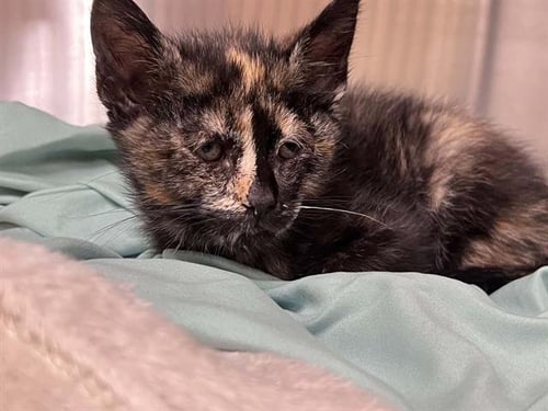 CORNELIA - Domestic Short Hair available for adoption