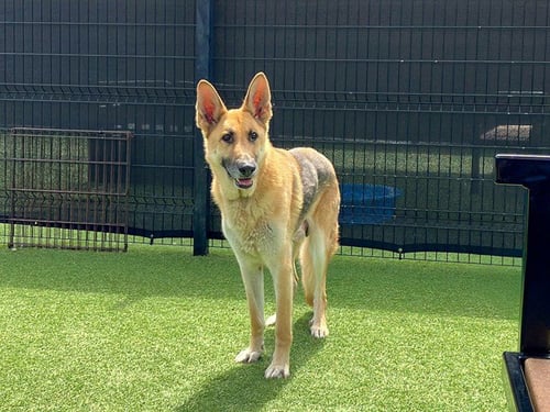 HITMONLEE - German Shepherd Dog available for adoption
