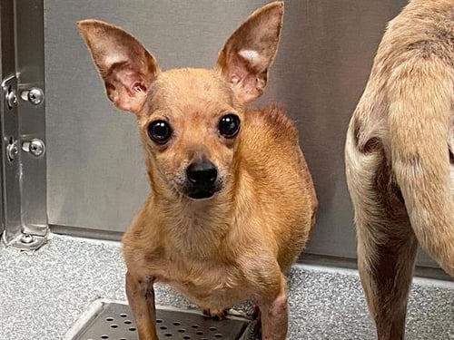 EMMY - Miniature Pinscher available for adoption