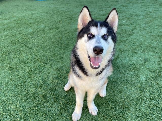 ANTON - Siberian Husky available for adoption