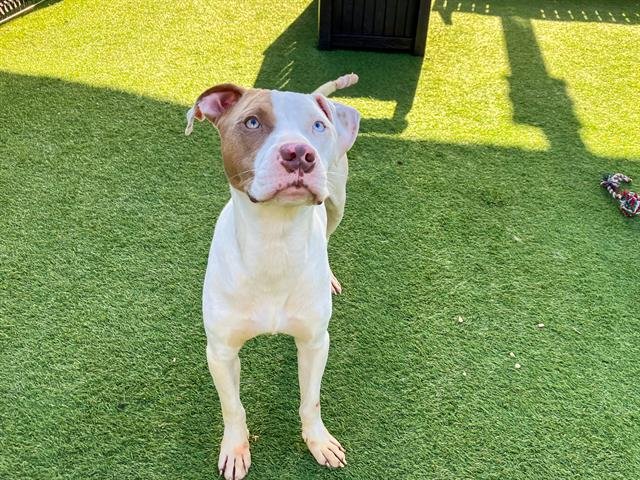 SKETTY - Pit Bull Terrier available for adoption