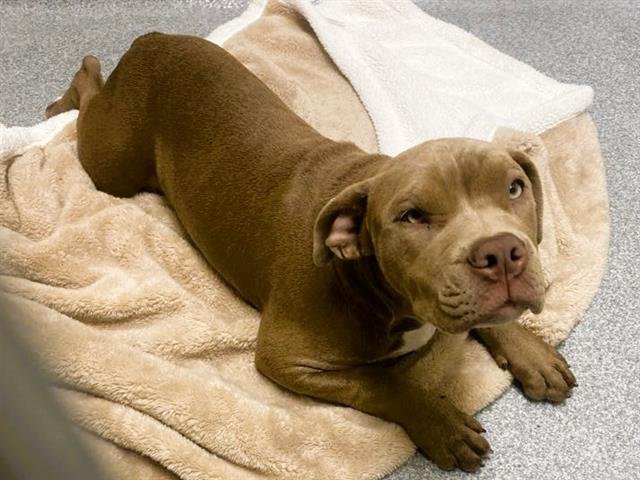 GORDITA - American Pit Bull Terrier available for adoption