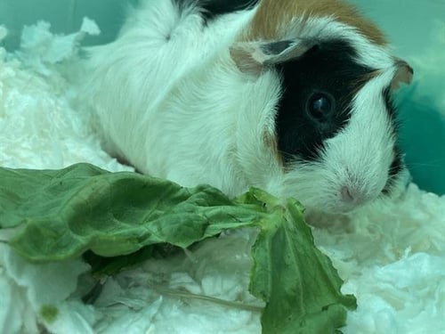 SLUSHY - Guinea Pig available for adoption