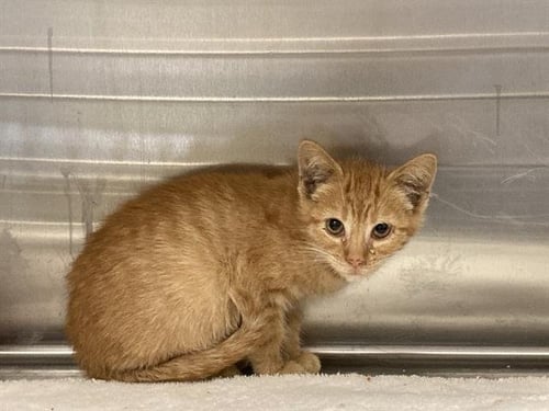 MR. LLAMA - Domestic Short Hair available for adoption