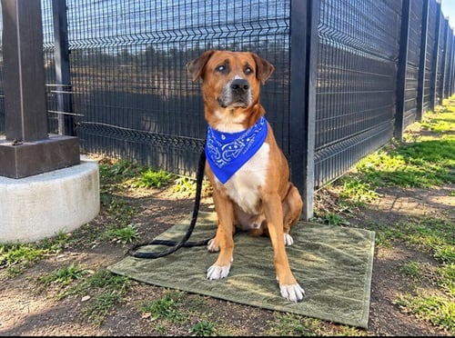M. MURDOCK - Labrador Retriever available for adoption